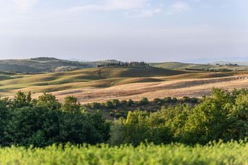 Fototapeta premium Wavy yellow and green processed fields of the Tuscan province and a farm surrounded by a ring of tall slender cypresses