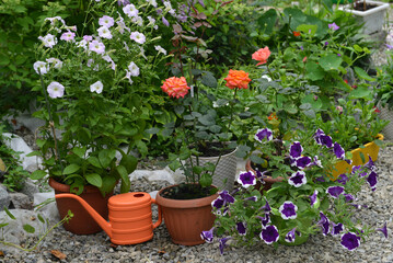 Fototapeta na wymiar Summer still life with beautiful flowers in pots outside in the garden. Vintage botanical background with plants, home hobby still life with gardening objects and nature.
