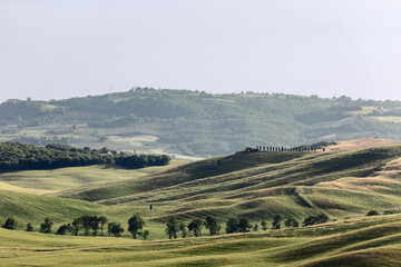 Naklejka premium Whimsical silhouette of Tuscany hills covered with greenery in midday summer heat. Val d'Orcia, Italy