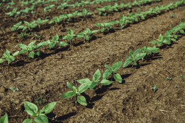 A close-up of a sprout of sunflower sprouts lit by the afternoon sun on fertile black soil. Concept agro culture.
