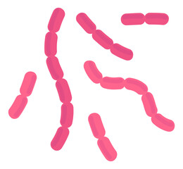 Bacilli bacteria. Pink rod cells of infection disease