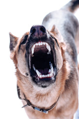 Close-up of an open-mouthed German Shepherd, barking aggressively and attacking, isolated on a white background. Guard dog with sharp white teeth. High quality photo