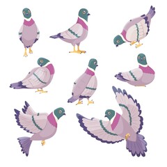 Cartoon dove. Cute city pigeons, funny urban birds characters, different poses, flying, sitting and standing, cleaning feathers and walking, freedom and peace symbol vector isolated set