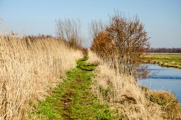 Grassy footpath in a scenic landscape with reeds, grass, ditches and shrubs on a sunny day in early spring in Krimpenerwaard region in the Netherlands
