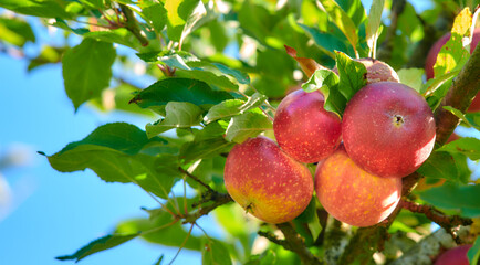 Red Apples in the garden. A photo of tasty and beautiful apples.