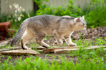 Naklejka na ściany i meble A grey and white British cat walks in a summer garden among green grass.