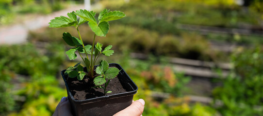 The woman is engaged in farming and holds a pot of strawberries. Close-up of female hands of a...