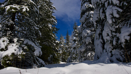 Pine forest, winter season. Snowy forest in sunny day. Winter landscapes. Blue sky, white snow and green pine forest.