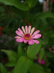 pink flower
