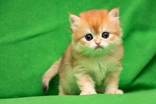 Little red British kitten staring at the camera standing on a green background