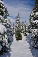 Pine forest, winter season. Snowy forest in sunny day. Winter landscapes. Blue sky, white snow and green pine forest.