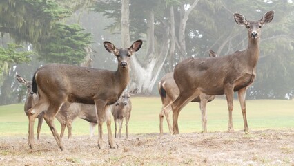 Wild young deer family grazing, green lawn grass, group or herd of juvenile animals. Many adorable fawns, cute calfs under cypress tree in freedom, valley or meadow in forest. Lace lichen. California.