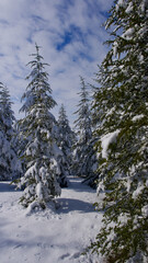 Obraz premium Pine forest, winter season. Snowy forest in sunny day. Winter landscapes. Blue sky, white snow and green pine forest.