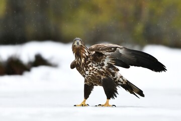 White-tailed eagle on the ice in the forest, sleeting weather