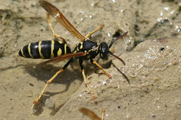 Closeup on a yellow and black French paperwasp, Polistes dominula, drinking at a puddle in summer
