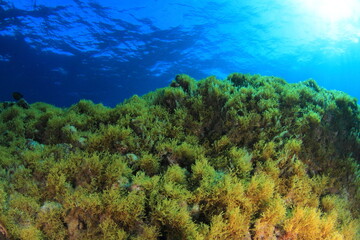 Naklejka na ściany i meble Seaweed landscape at the bottom of the sea with the blue of the sea in the background