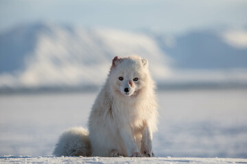 Lis polarny, południowy Spitsbergen - obrazy, fototapety, plakaty