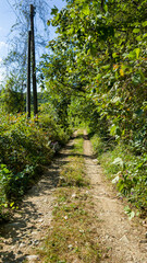 Pretty forest road with green trees