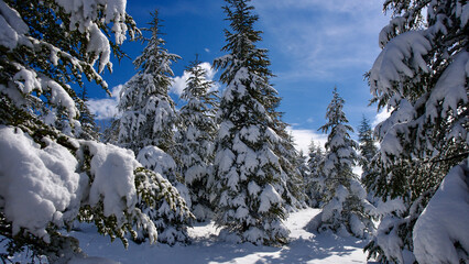 Pine forest, winter season. Snowy forest in sunny day. Winter landscapes. Blue sky, white snow and green pine forest.