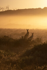 kangaroo in outback sunrise background 