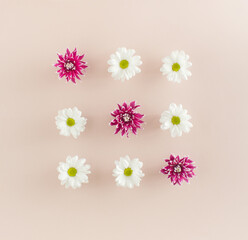 Flowers of white marguerite daisies and purple dahlias arranged in three rows of three flowers each on pink background.