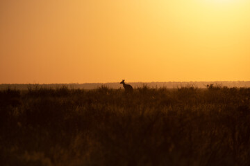 Naklejka na ściany i meble silhouette of a Kangaroo with sunrise background