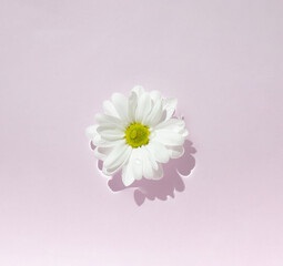 White marguerite daisies flower in bloom floating on water surface against pink background.