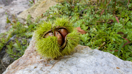 ripe chestnuts