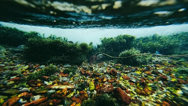 underwater, near the surface, shallow water. 4K video
