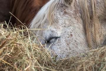 White horse and hay. Portrait