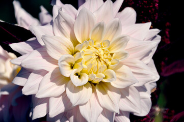 yellow and white flower