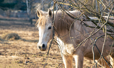 A white horse on a meadow in the sunshine. Polish Arabian horse in winter