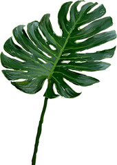 Monstera leave in brush painting