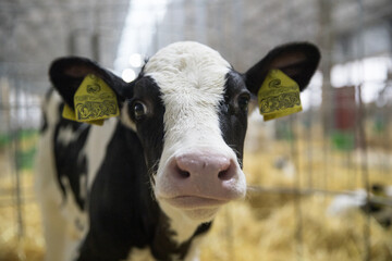 Young calves of both sexes under the age of one year. Young individuals belong to artiodactyls..The...
