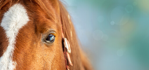 Horse. Close up portrait of the head. Banner, background with place for text
