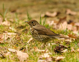 song thrush (Turdus philomelos) searching for food on the ground