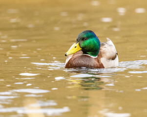 wild duck (anas platyrhynchos) male swimming in water