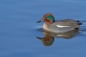 Eurasian teal ( Anas crecca) swimming over the lagoon in the Tablas de Daimiel National Park,...