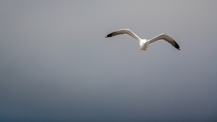 Seagulls in flight