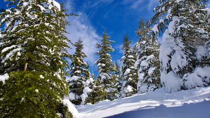 Pine forest, winter season. Snowy forest in sunny day. Winter landscapes. Blue sky, white snow and green pine forest.
