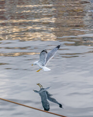 A seagull lands on the sea with a reflection in the water