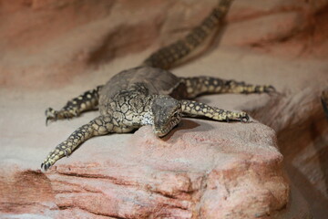 Zwierzęta © Sagittarius