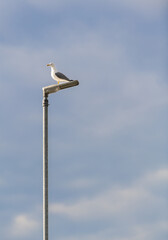 A seagull on a light pole