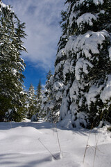 Pine forest, winter season. Snowy forest in sunny day. Winter landscapes. Blue sky, white snow and green pine forest.
