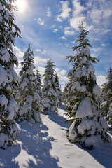 Pine forest, winter season. Snowy forest in sunny day. Winter landscapes. Blue sky, white snow and green pine forest.