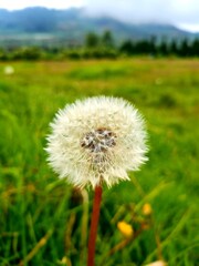 dandelion on the meadow