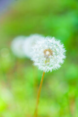 たんぽぽ