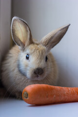 Cheerful and happy decorative rabbit with orange carrot close-up. Easter Bunny. High quality photo