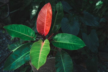 decoration of plant and flower in cafe garden or home outdoor, nature green plant decorate to feeling of cozy comfortable in summer and environmental concept