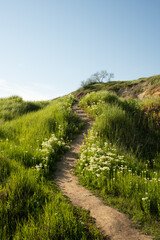 Fototapeta na wymiar Green footpath. Wildlife nature. Spring flowers. High quality photo